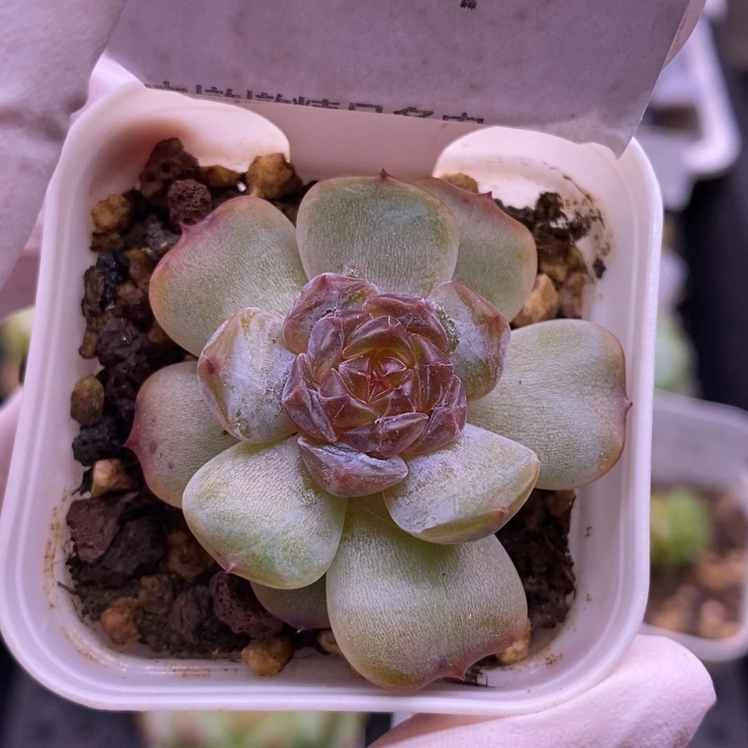 【闪购商品】23-24红恋