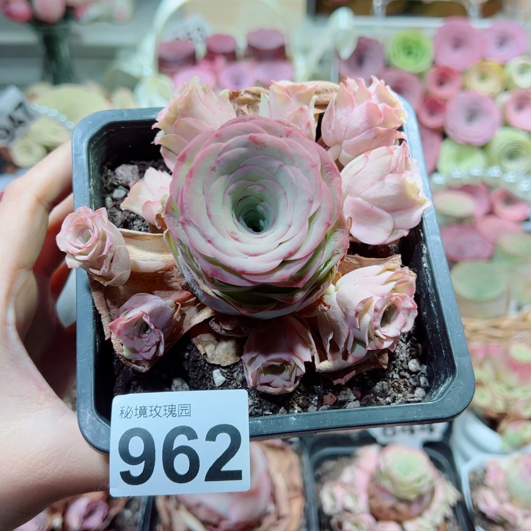 962姝帕飘枝群。