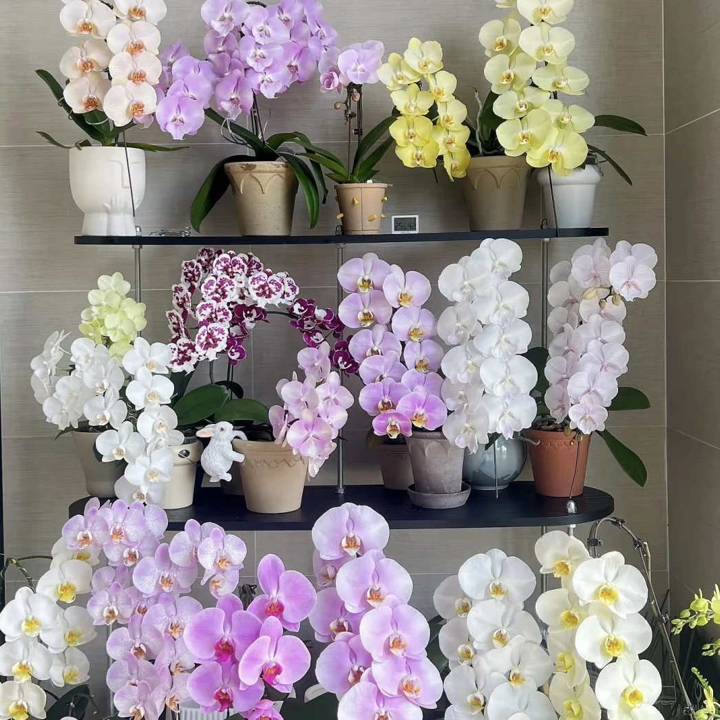 各色孤品杂花  精品蝴蝶兰 粉色花型 室内精品观真花