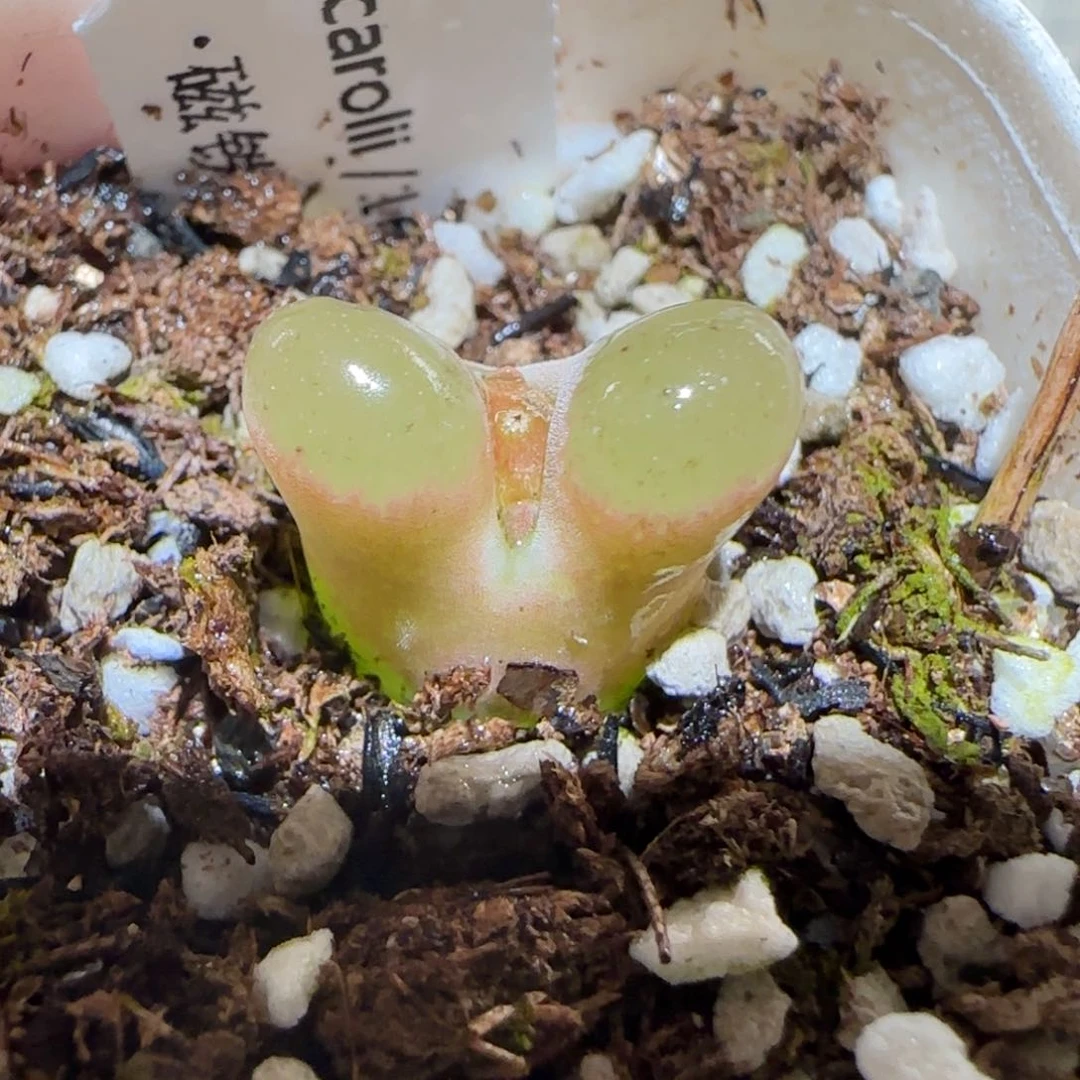 肉锥多肉植物百科-磁铁94