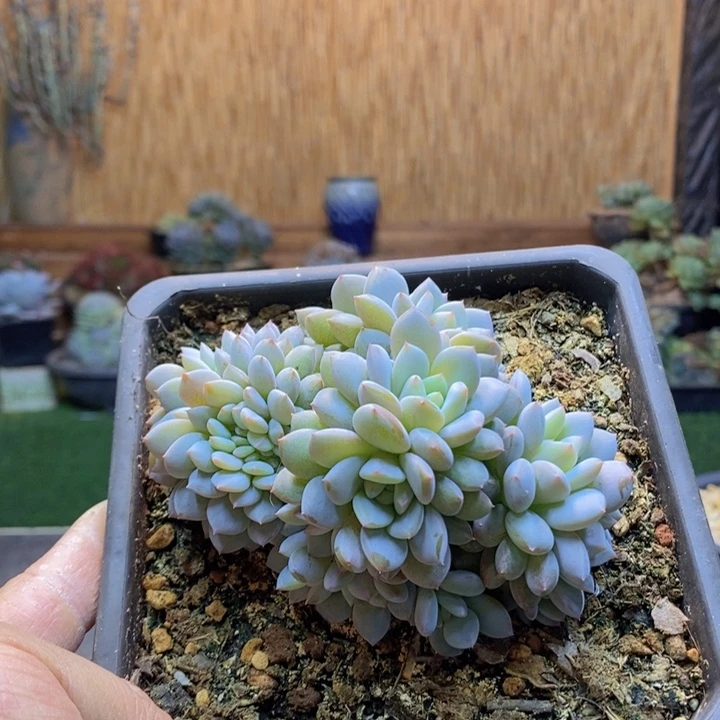 手***4362号星星橙多肉植物