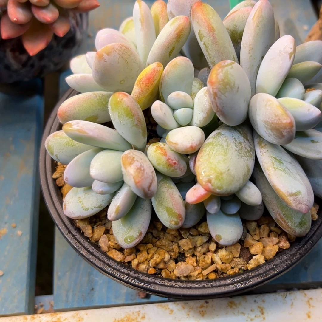 云***飘雪美人10086号一物一拍