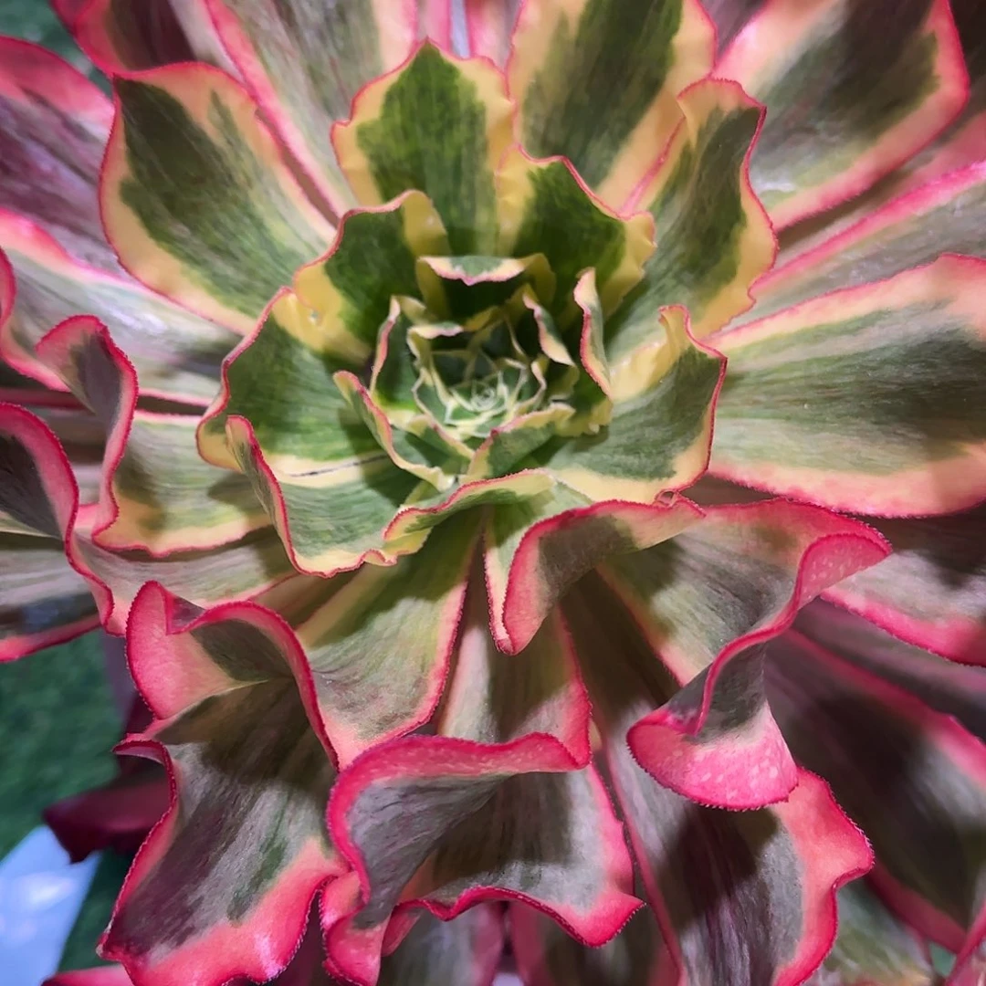 多肉植物魅影1232