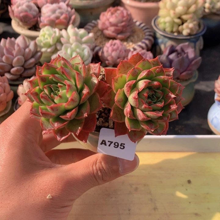 一物一拍满38包邮A795