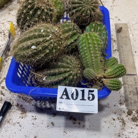 开**心瑕疵的毛花柱a 015