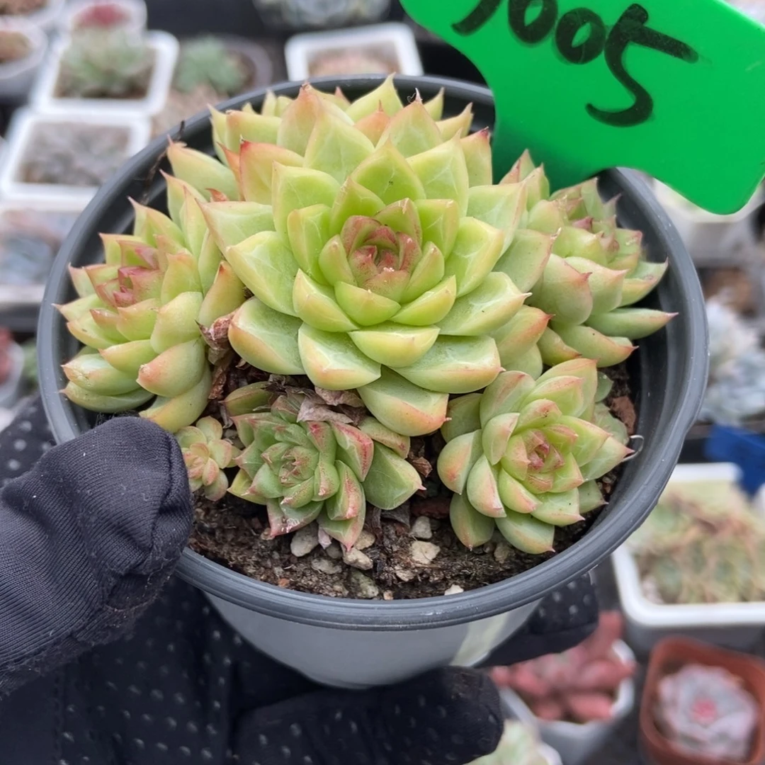 3005女王多肉植物