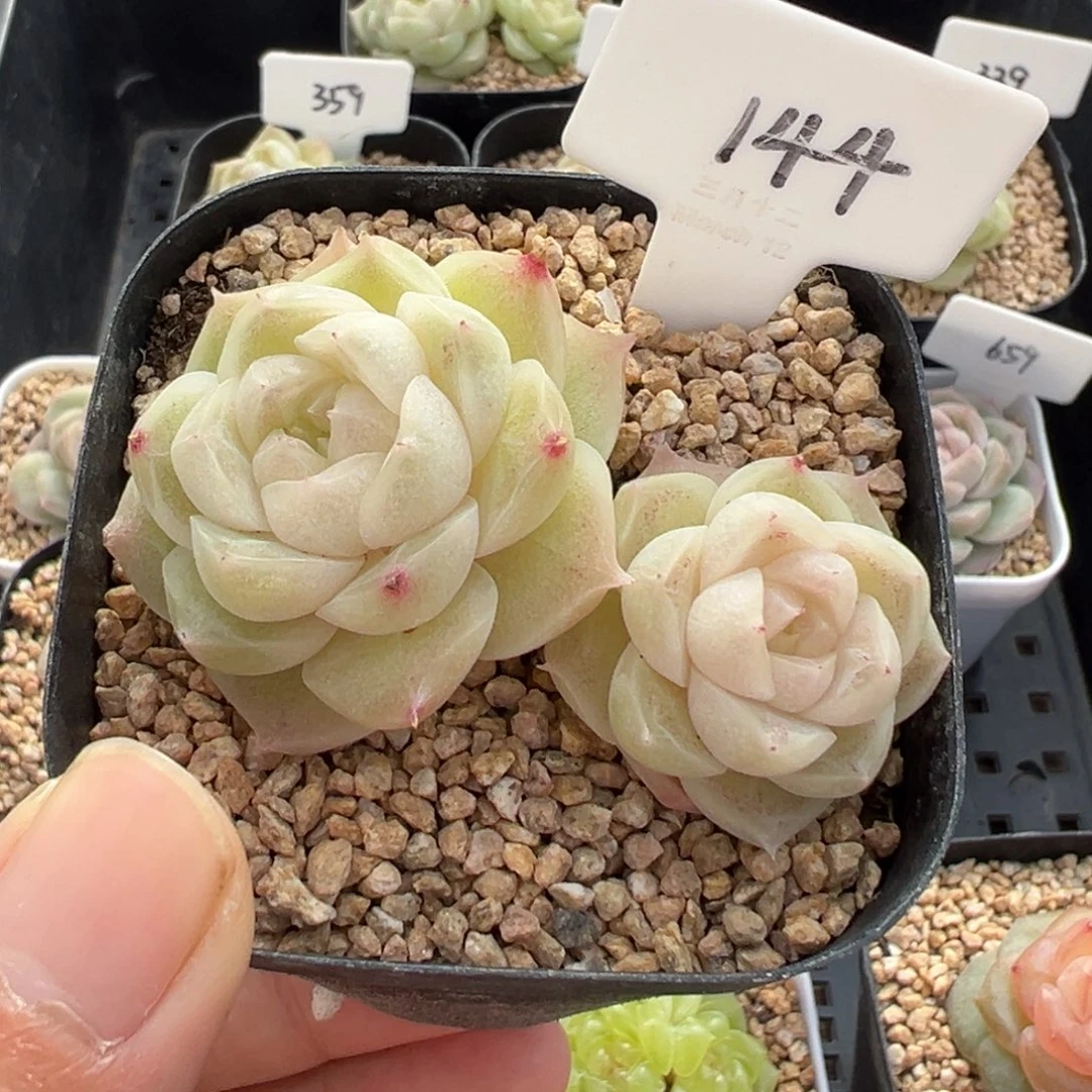 小***卜144号梨花白默认散