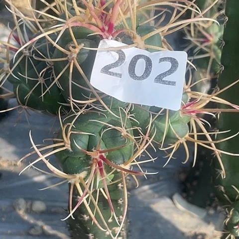 烟*丶202号袖蒲苗接槁木菲冠龙4头所