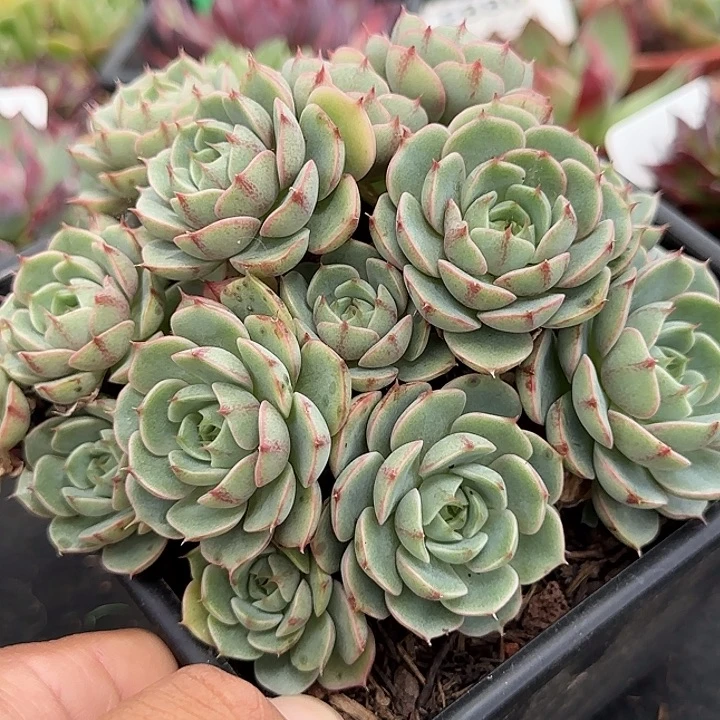 丸叶玫瑰本吧惊鸿一物一拍包装收缩花旱
