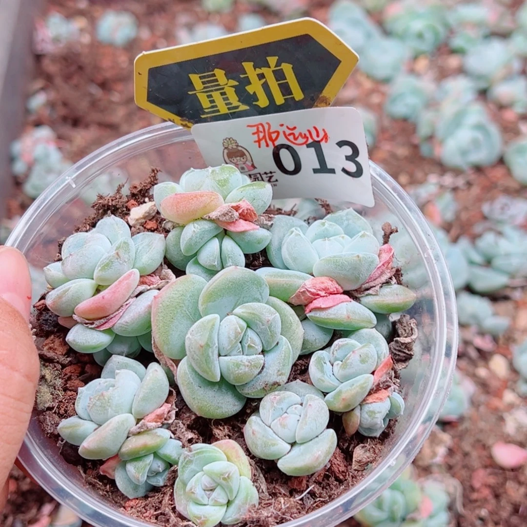 多肉植物多肉植物