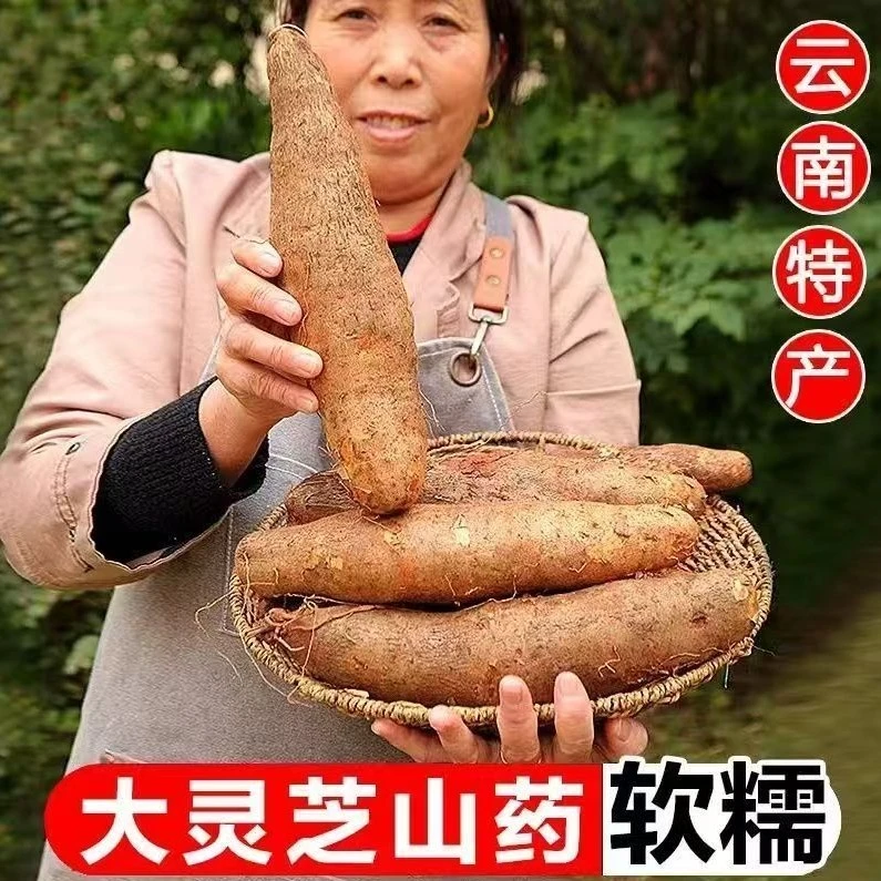 新鲜现挖云南高山灵芝山药甜糯可口当季蔬菜