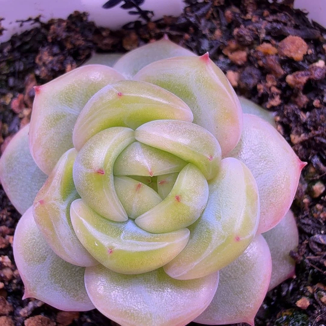 末思量叶插一物一拍