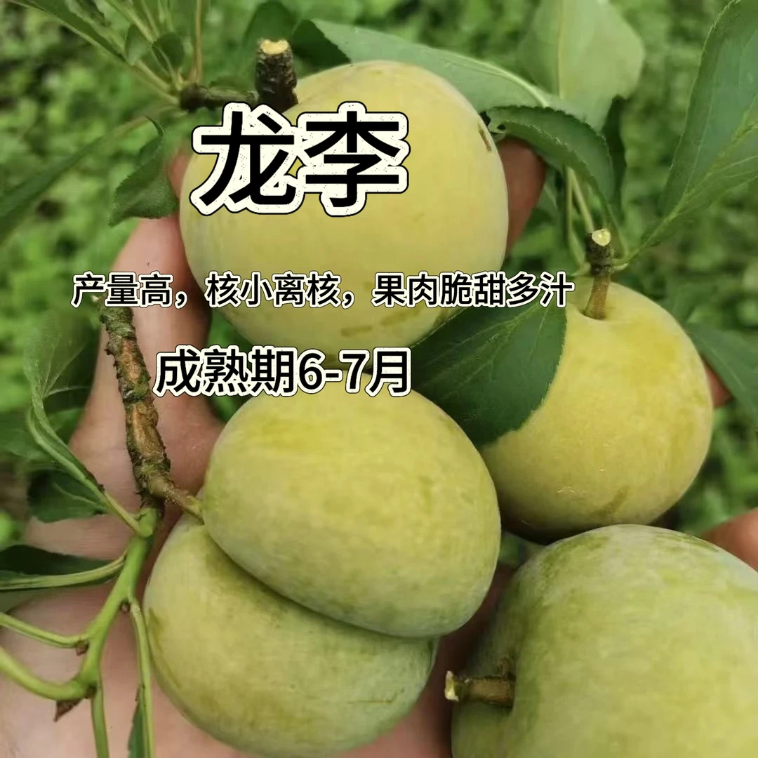 【龙李（优系蜂糖李）裸苗】自花授粉 嫁接苗 基地直发包邮