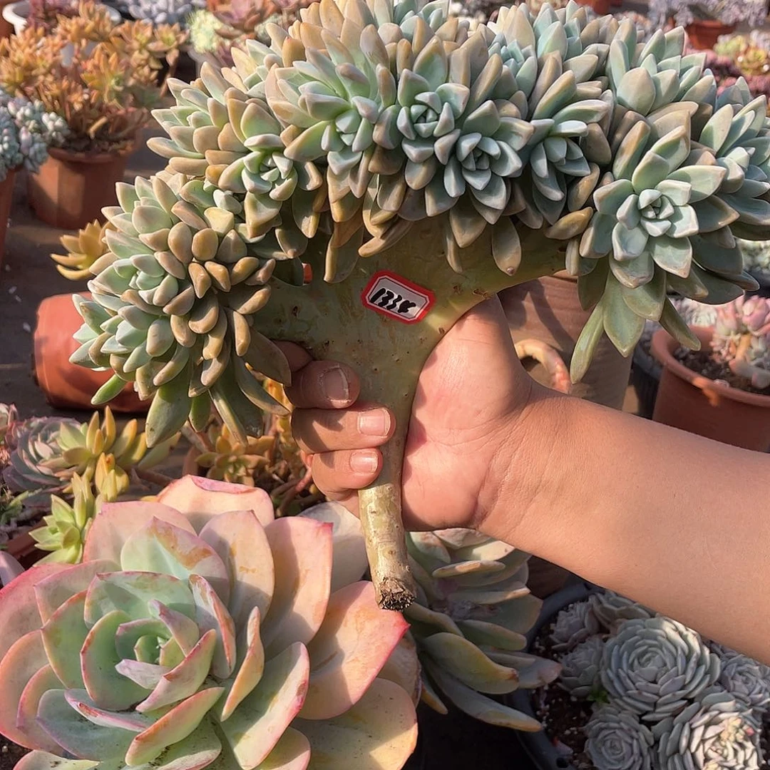 1334淡雪缀一物一拍多肉