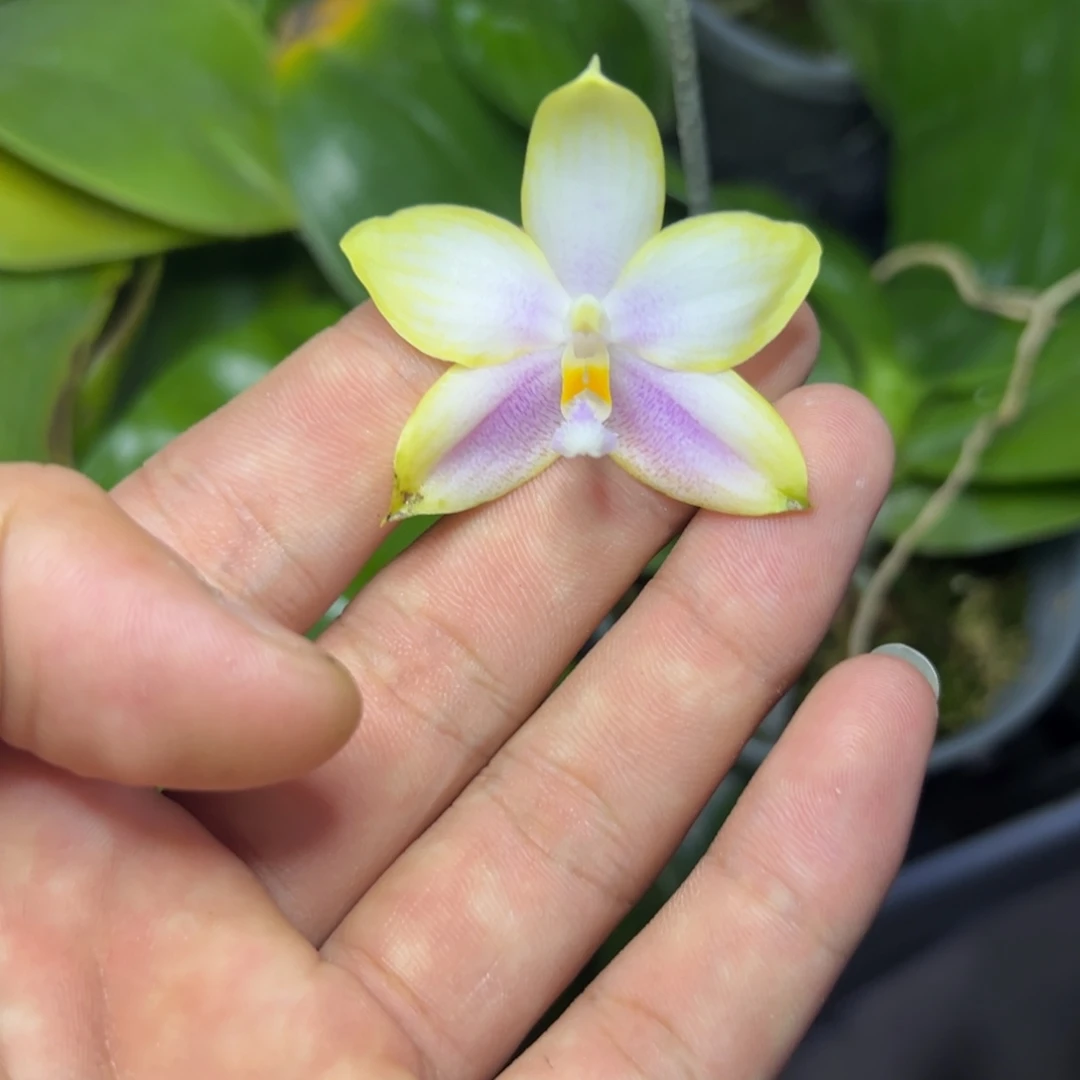 完全开放l913瑕疵三寸ys1174