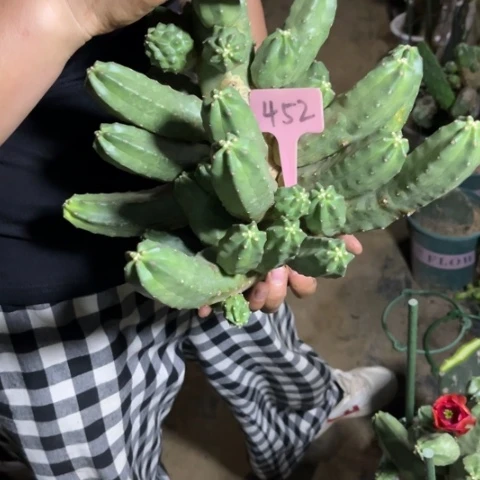 夯***大嫁接桃太郎452无售后