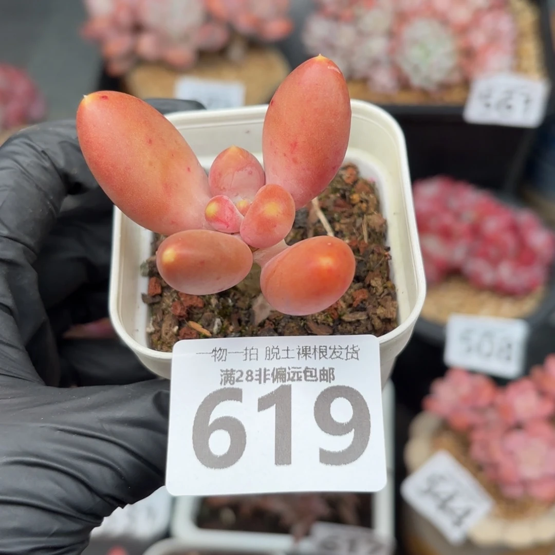 小糖果美人无盆土发货