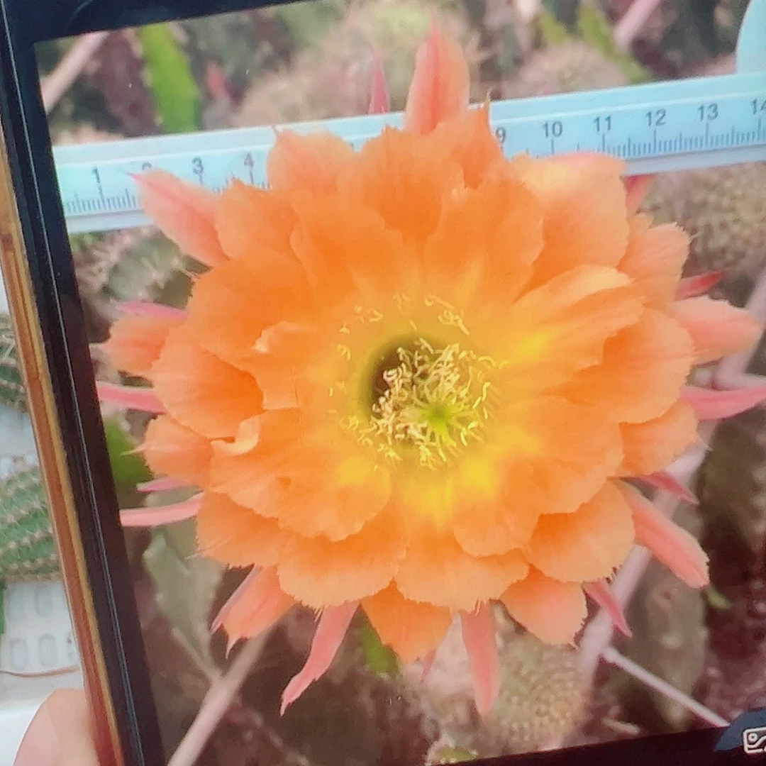 彩草 橙洛侧芽 满20包邮