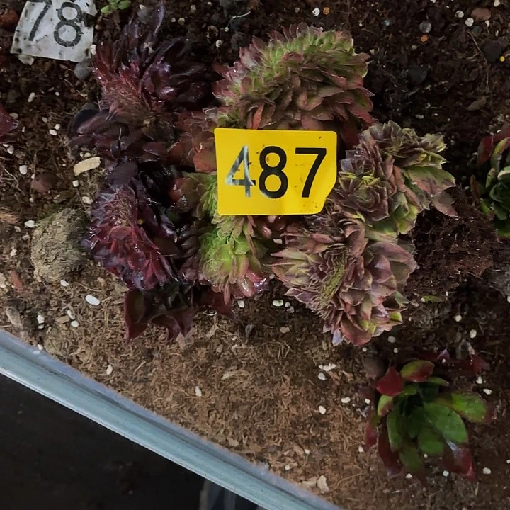 多肉植物福利487