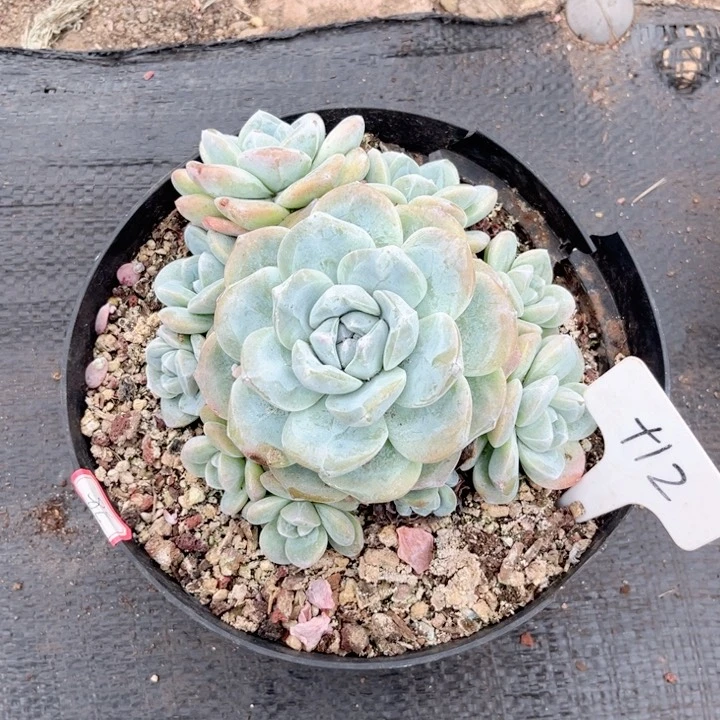 晨语哆肉一物一拍+12