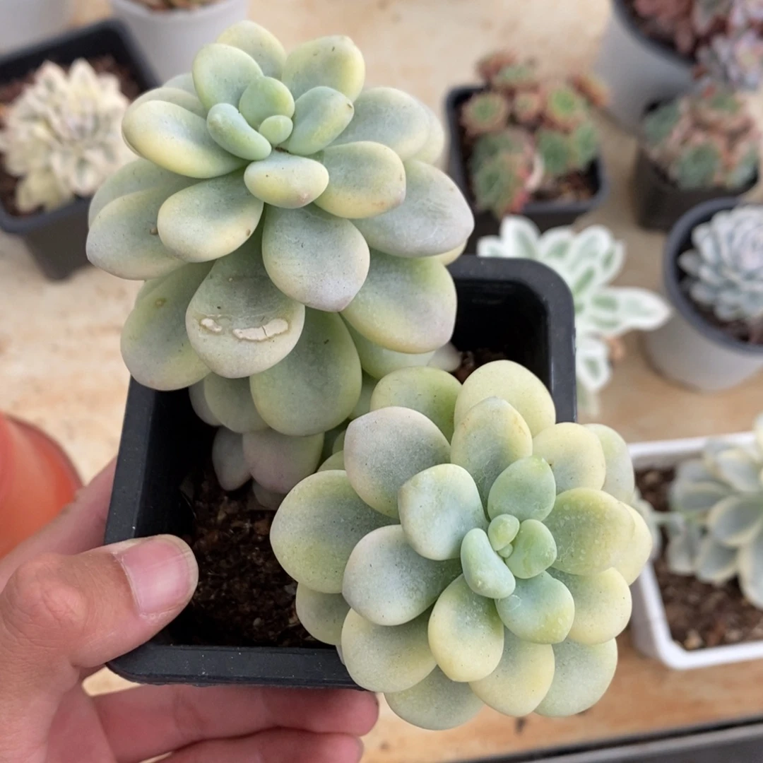 洛神锦多肉植物8530