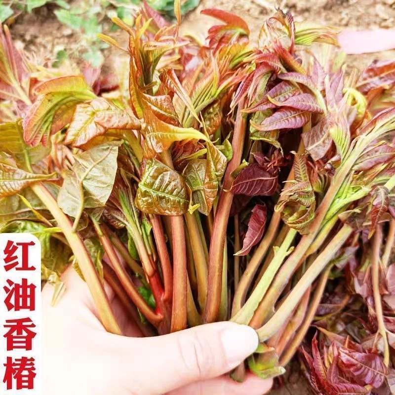 【四季红油香椿种子】四季易种红叶香春种子芽菜种籽包装随机