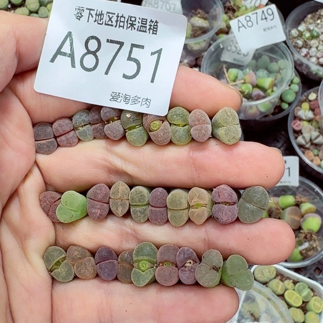 8751––零下地区需拍保温箱