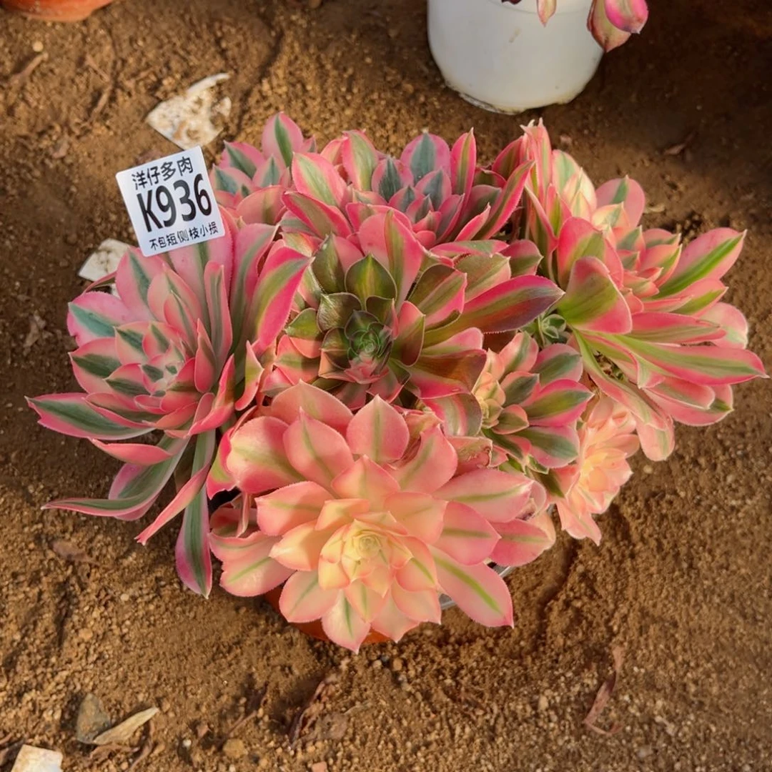 936粉女巫 冠幅20左右