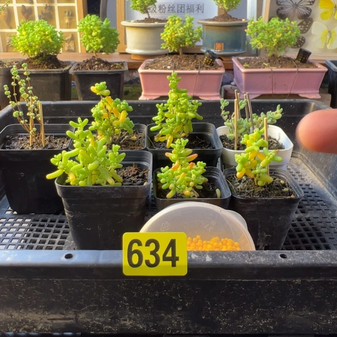 枝干番杏多肉植物634