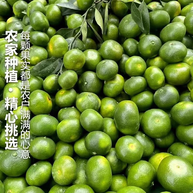 云南特早熟青皮橘子蜜桔华宁柑橘现摘产地直发新鲜当季孕妇酸水果