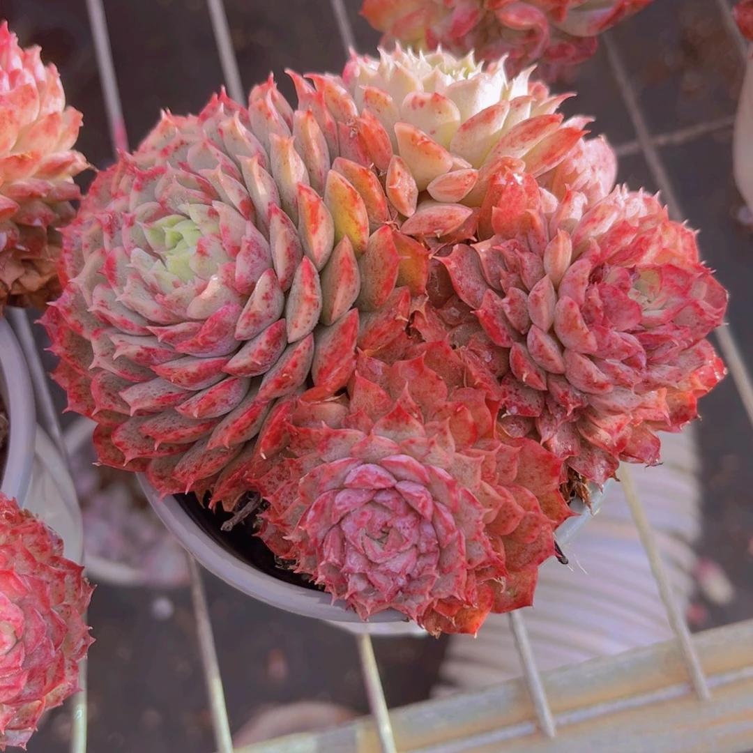 朱砂痣11公分999988898999