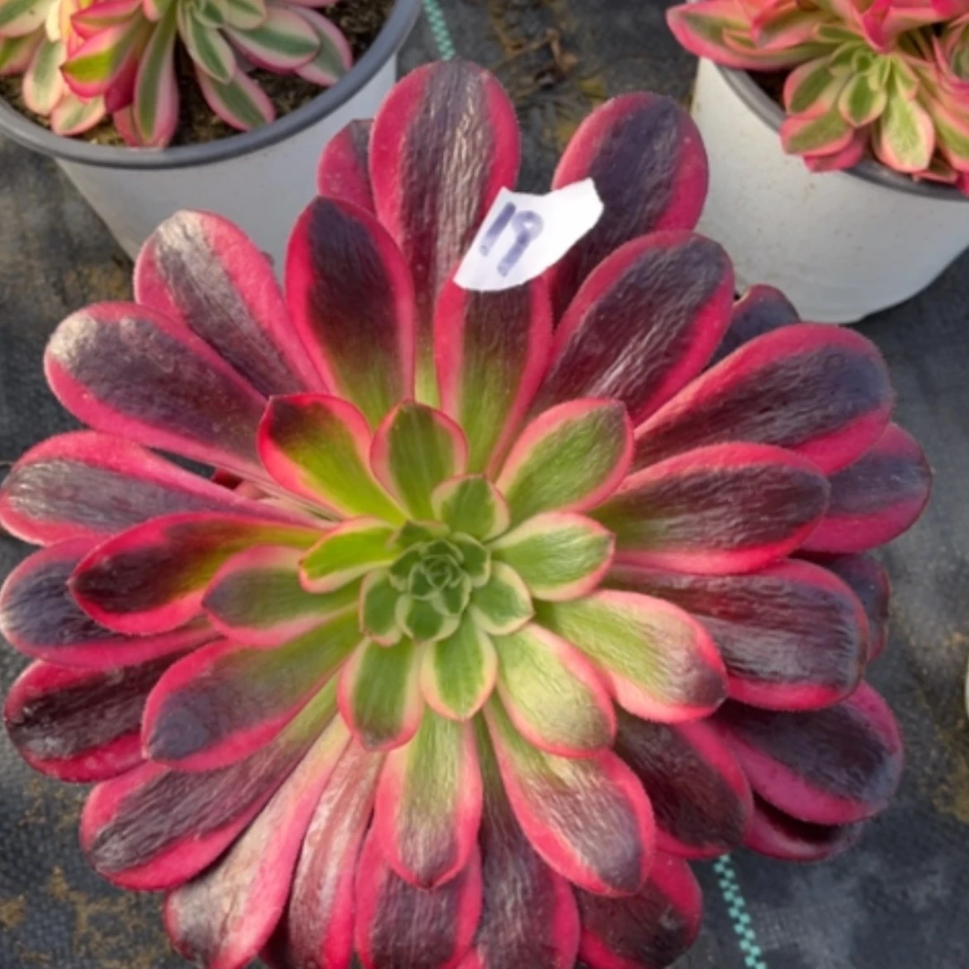 【闪购商品】19黑金美杜莎多肉法师