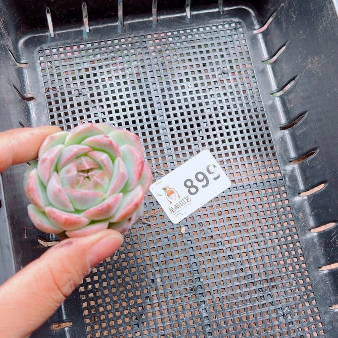 泡***x多肉植物多肉植物