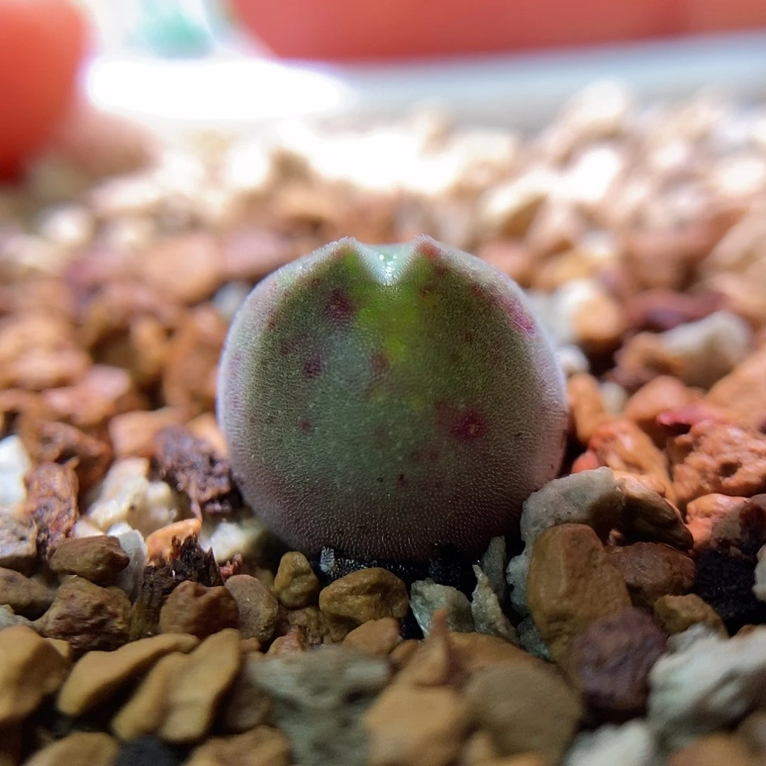 793大眼睛一颗尺寸1.1➕包邮