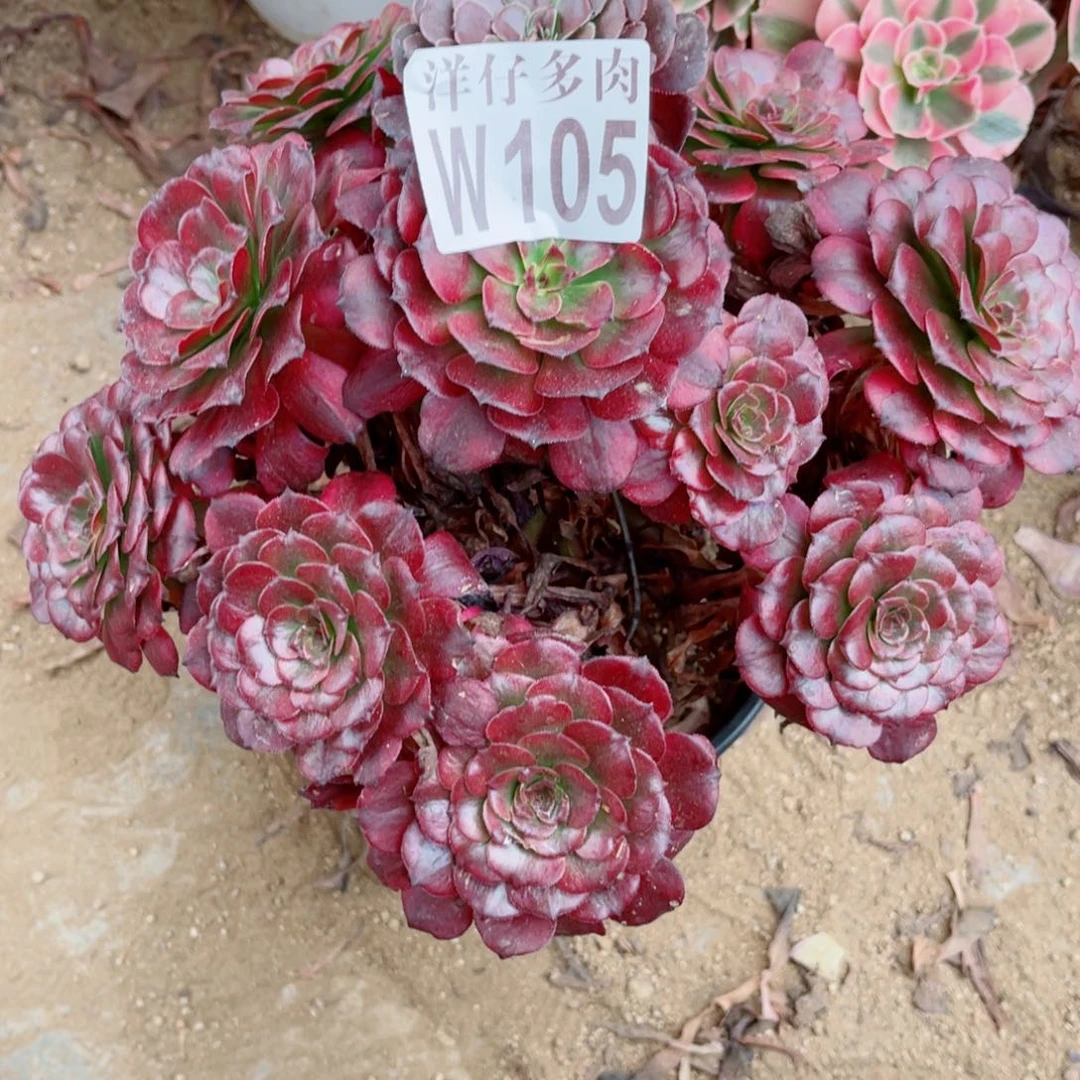 105美姬尺寸25左右