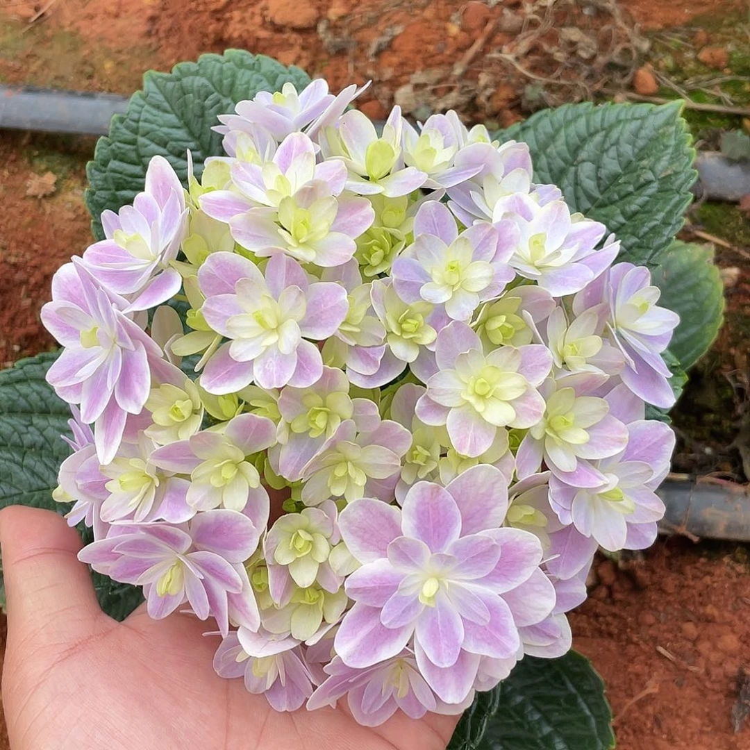 绣球切花一物一拍3枝起包邮，24