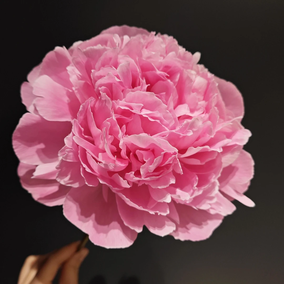 【粉红冻糕-芍药花苗】重瓣芍药花苗带芽四季开花阳台庭院盆栽
