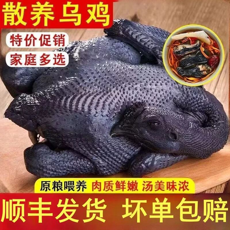 乌鸡乌骨鸡新鲜土鸡乌鸡生鲜冷冻老母鸡整只非活苗 包冰率不含冰