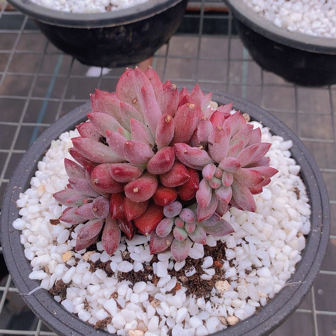 车厘子群3号签一物一拍35678999