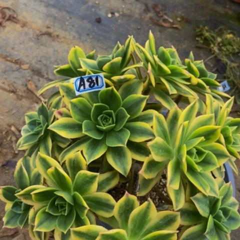 星爆多肉植物81多肉