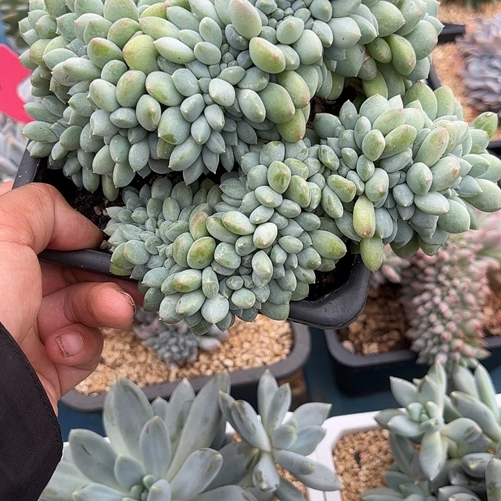 多肉植物一物一拍