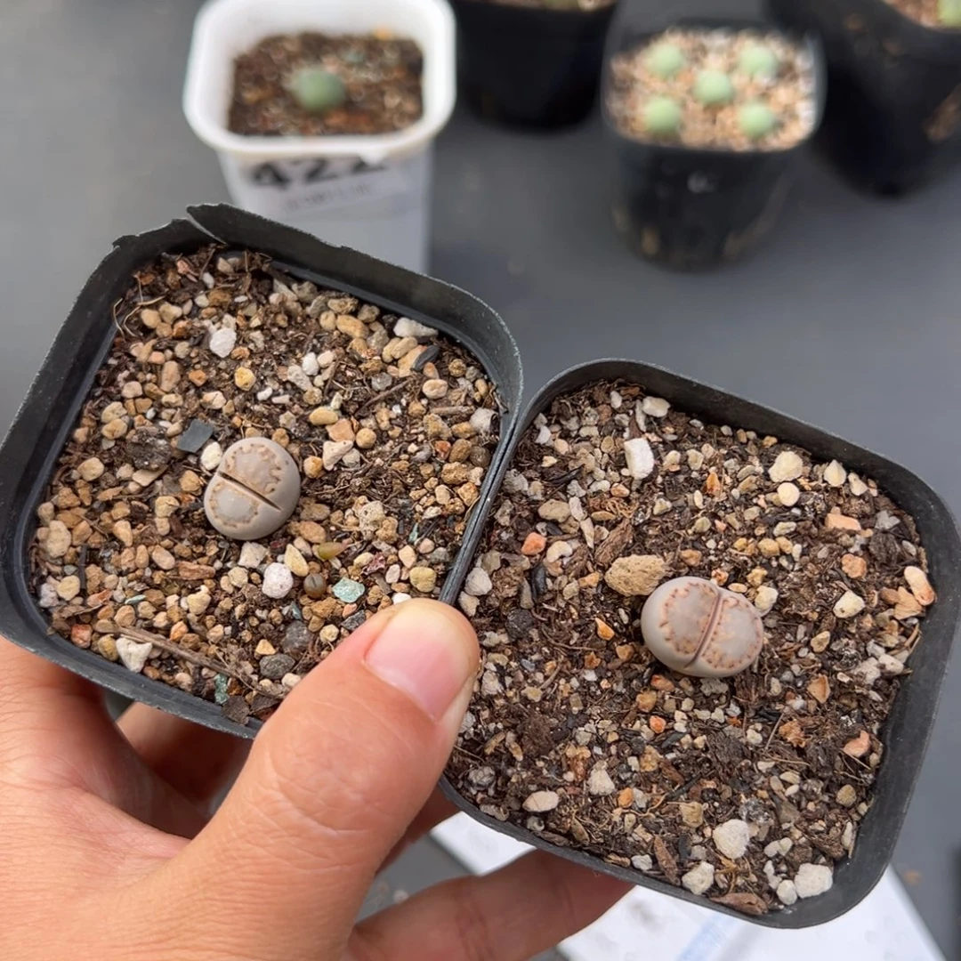 肥***咩11.26好看的多肉脱土发货484