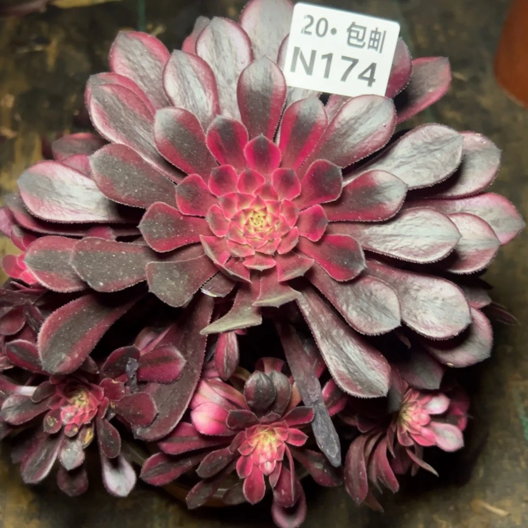 174黑铜白，满20包邮