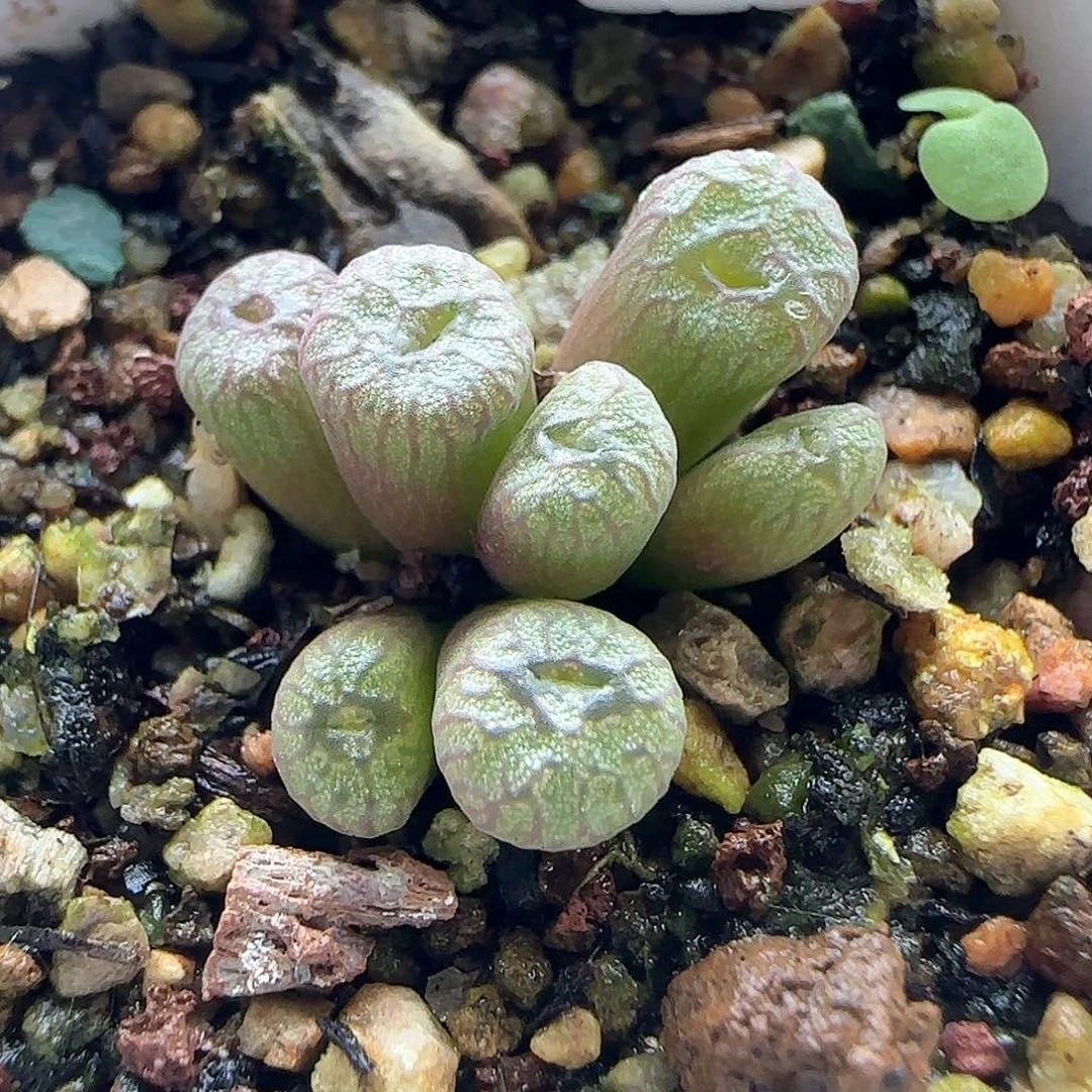 铜壶杂交。     41686