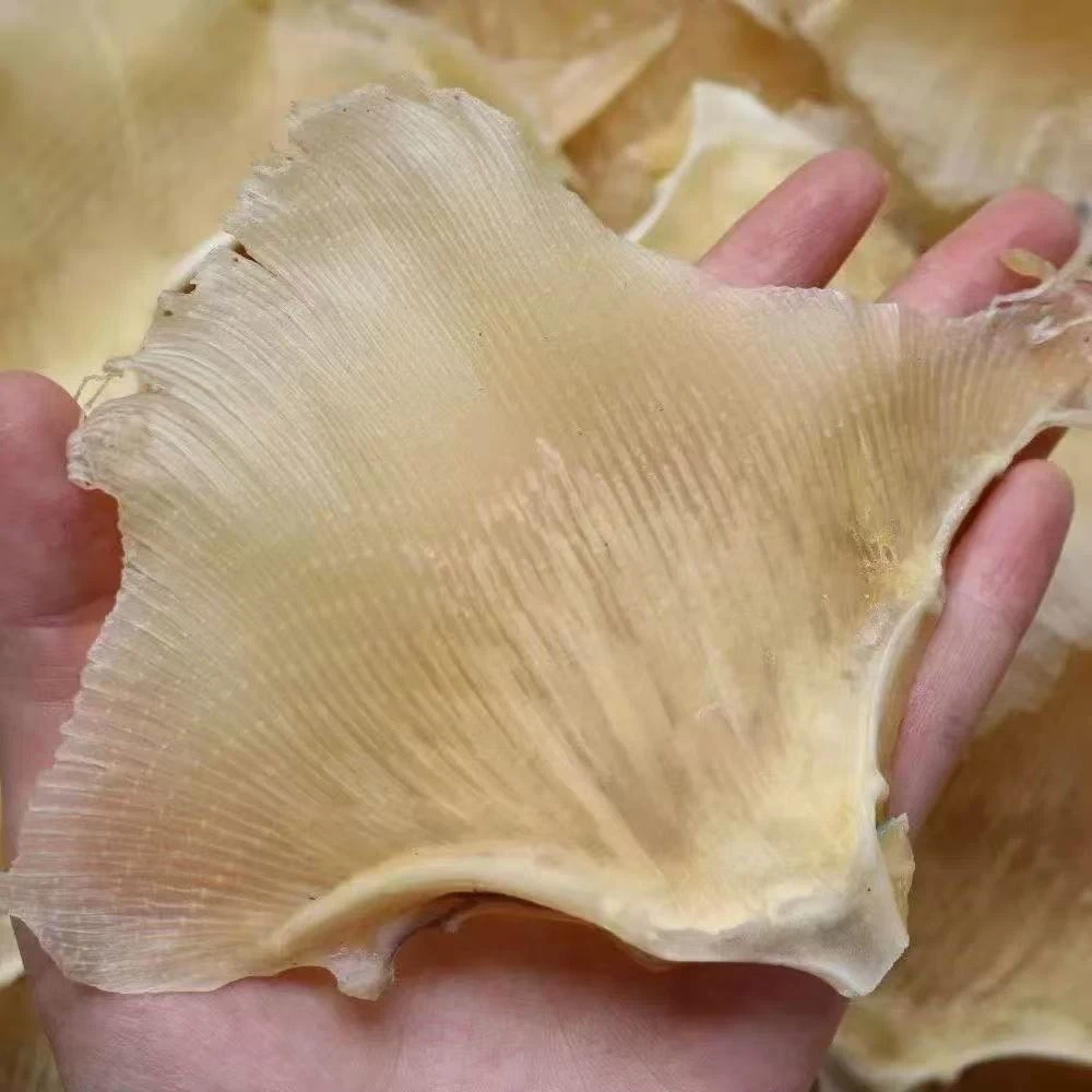 深海鳐鱼翅干货海鲜