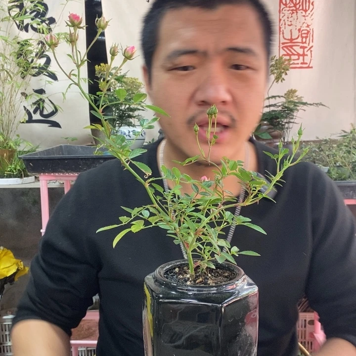 以实际为准盆景盆栽绿植79