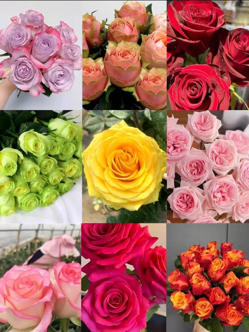 云南玫瑰花苗四季开花盆栽浓香大花型大苗室内外花卉