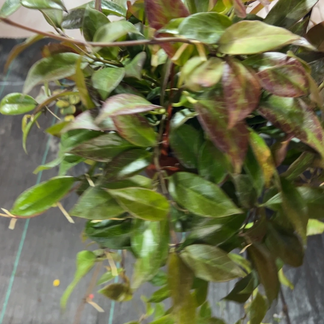 匆***年无花朵苏奈球兰品种