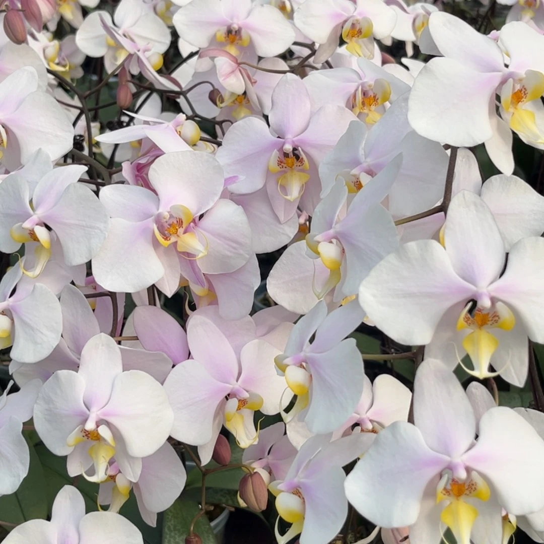 完全开放3寸山採西交沙巴阿妈开花株