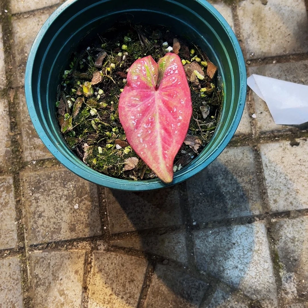 梦***中完全开放6089泰彩